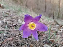 Attēlu rezultāti vaicājumam “Pulsatilla patens”