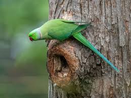 Image result for Psittacula krameri