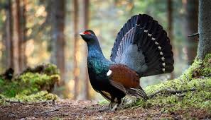 Attēlu rezultāti vaicājumam “Tetrao urogallus”