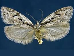 Attēlu rezultāti vaicājumam “Semioscopis avellanella imago”