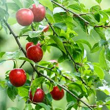 Attēlu rezultāti vaicājumam “Prunus (plum-tree)”