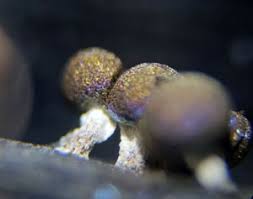 Attēlu rezultāti vaicājumam “Diachea muscorum macro”