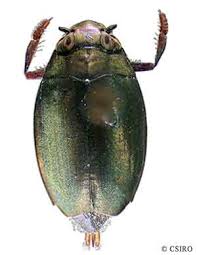Attēlu rezultāti vaicājumam “Gyrinidae”