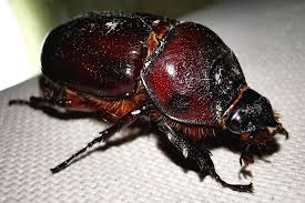 Attēlu rezultāti vaicājumam “Oryctes nasicornis”