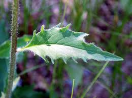 Attēlu rezultāti vaicājumam “Hieracium vulgatum”