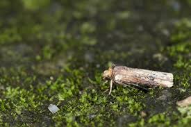 Attēlu rezultāti vaicājumam “Axylia putris”