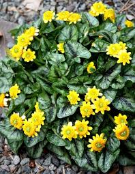 Attēlu rezultāti vaicājumam “Seligeria donniana sporophyte”