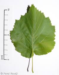 Attēlu rezultāti vaicājumam “Corylus colurna”