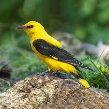 Attēlu rezultāti vaicājumam “Oriolus oriolus male”