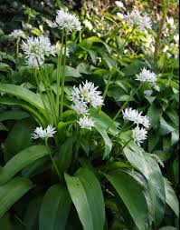 Image result for Allium ursinum