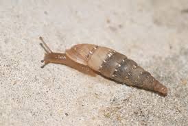 Attēlu rezultāti vaicājumam “Clausiliidae”