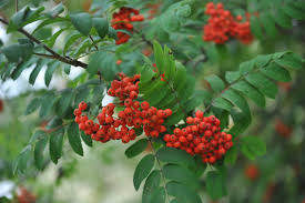 Attēlu rezultāti vaicājumam “Sorbus aucuparia”