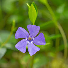Attēlu rezultāti vaicājumam “Vinca minor flower”