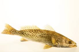 Image result for Cynoscion nebulosus