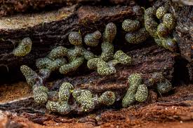 Attēlu rezultāti vaicājumam “Physarum melleum”