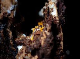 Attēlu rezultāti vaicājumam “Sphaerobolus stellatus”