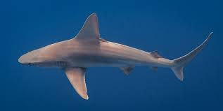 Image result for Carcharhinus plumbeus