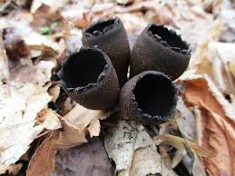 Attēlu rezultāti vaicājumam “Craterium aureum”