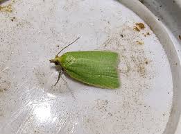 Attēlu rezultāti vaicājumam “Semioscopis avellanella imago”