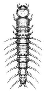 Attēlu rezultāti vaicājumam “Megaloptera”