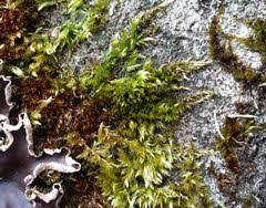 Attēlu rezultāti vaicājumam “Sciuro-hypnum populeum sporophyte”