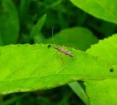 Attēlu rezultāti vaicājumam “Collaria sp.”