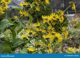 Attēlu rezultāti vaicājumam “Inula britannica bud”