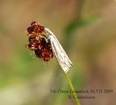 Attēlu rezultāti vaicājumam “Crambus pratella”
