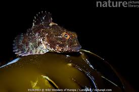 Image result for Myoxocephalus scorpius