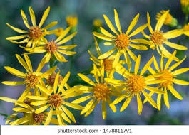 Attēlu rezultāti vaicājumam “Jacobaea vulgaris flower”