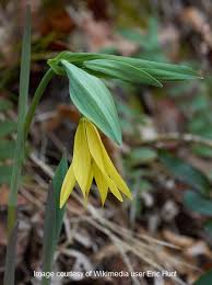 Attēlu rezultāti vaicājumam “Uvularia grandiflora”