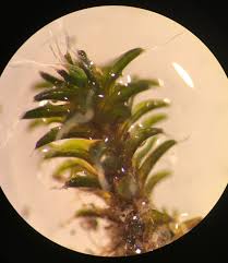 Attēlu rezultāti vaicājumam “Didymodon tophaceus”