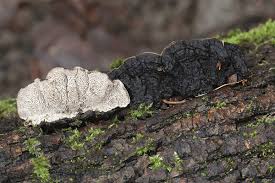 Attēlu rezultāti vaicājumam “Datronia mollis”