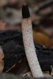 Attēlu rezultāti vaicājumam “Mutinus caninus”