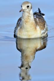 Attēlu rezultāti vaicājumam “Larus ridibundus juvenile”