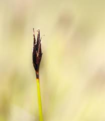 Attēlu rezultāti vaicājumam “Schoenus ferrugineus flower”