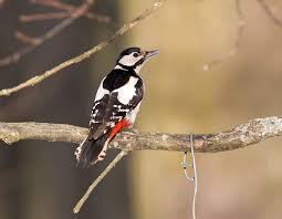 Attēlu rezultāti vaicājumam “Dendrocopos major male”