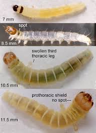 Attēlu rezultāti vaicājumam “Diurnea fagella”
