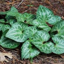 Attēlu rezultāti vaicājumam “Asarum europaeum leaf”