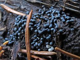 Attēlu rezultāti vaicājumam “Physarum bryocorticola macro”