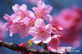 Image result for 緋寒桜