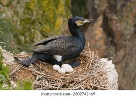Attēlu rezultāti vaicājumam “Phalacrocorax carbo nest”