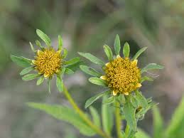 Attēlu rezultāti vaicājumam “Bidens frondosa”