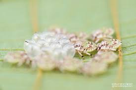 Attēlu rezultāti vaicājumam “Pentatomidae eggs”