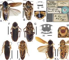 Attēlu rezultāti vaicājumam “Blattoptera”