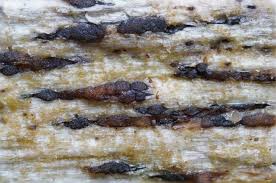 Attēlu rezultāti vaicājumam “Xylographa paralella”