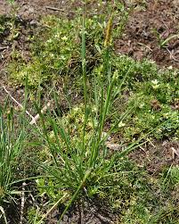 Attēlu rezultāti vaicājumam “Alopecurus aequalis flower”