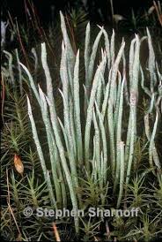 Attēlu rezultāti vaicājumam “Cladonia cornuta”