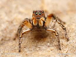 Attēlu rezultāti vaicājumam “Aelurillus v-insignitus”