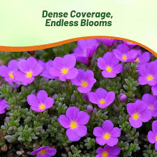 Image result for Nierembergia